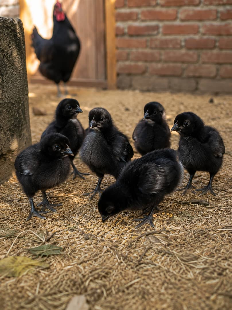 Black Australorp ( Malawi )