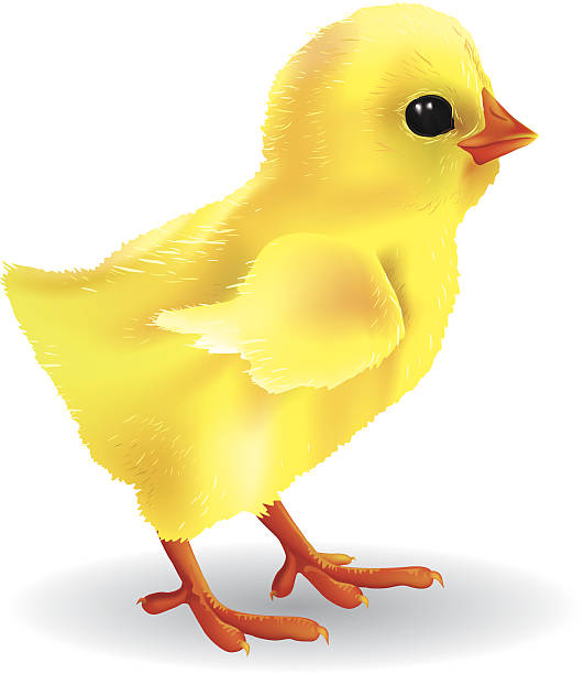 Rode Poultry Tanzania